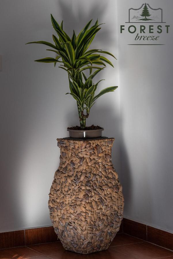 Forest Breeze Apartterrace Brašov Exteriér fotografie